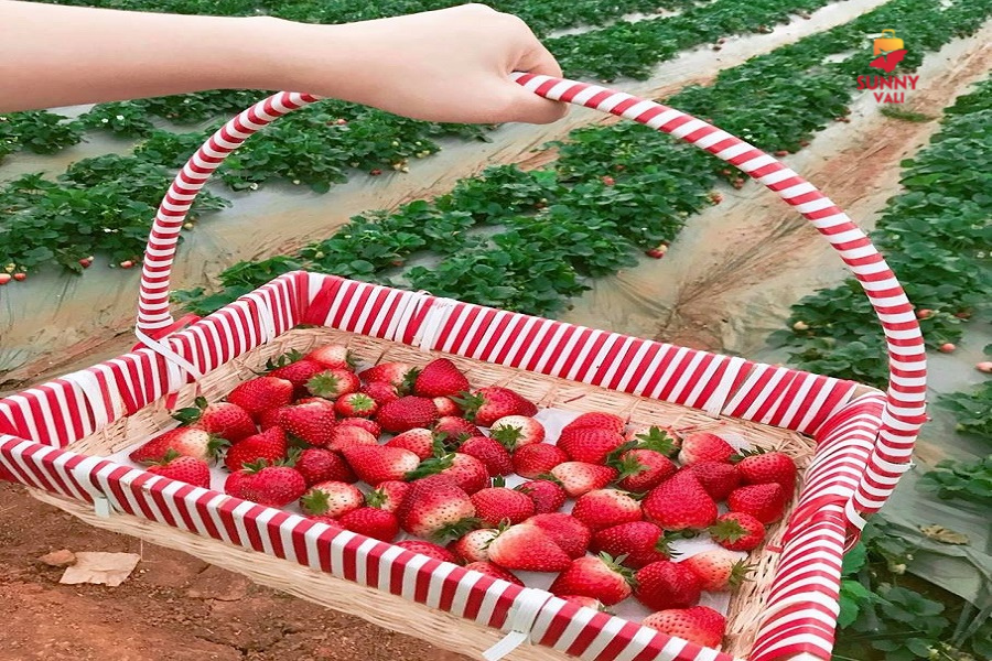 Những quả dâu chín đỏ mọng được trồng tại rừng thông Bản Áng