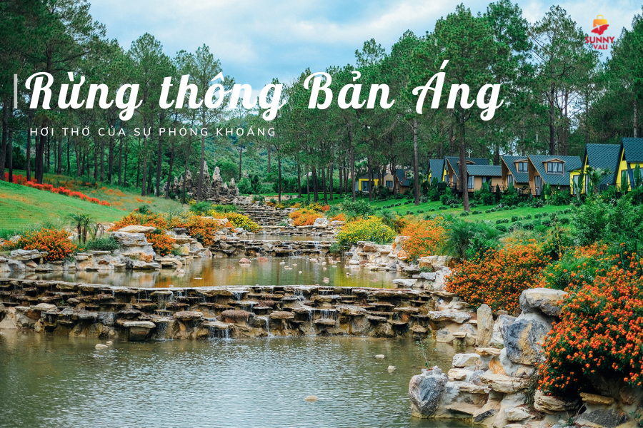 Rừng thông bản áng