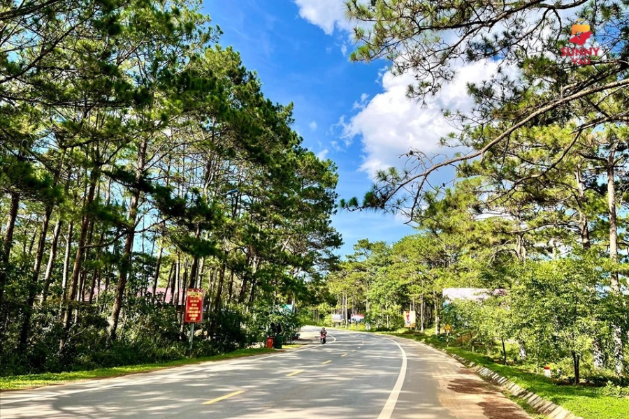 rừng thông măng đen 1