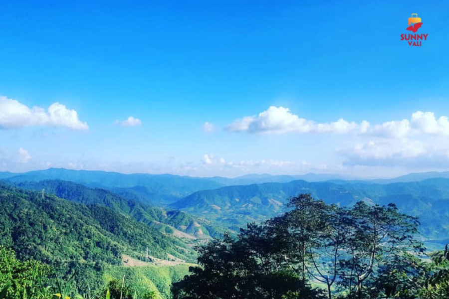 rừng thông măng đen 2