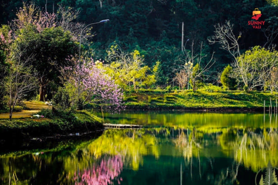 rừng thông măng đen 3